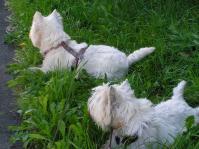 Klik op de foto voor groter formaat